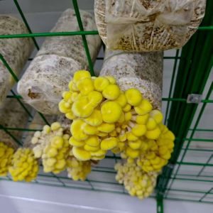 Efficient Resource Utilization High Productivity Mushroom Cultivation Container