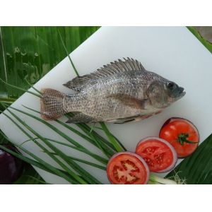 Cheap Frozen IQF raw tilapia fish whole GS for sale