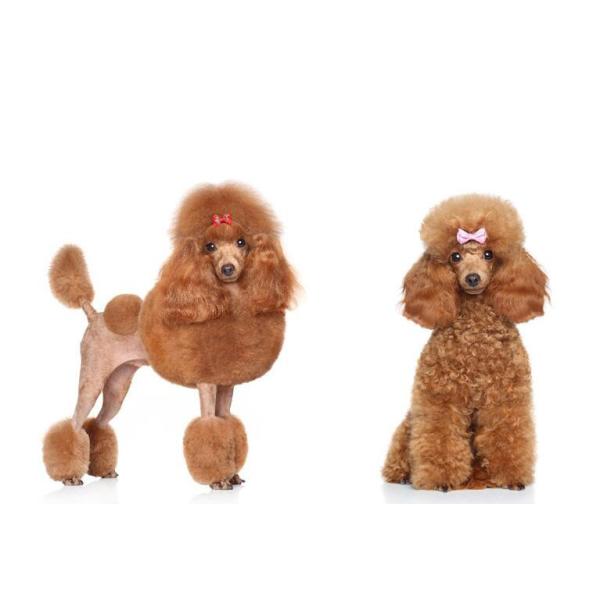 Shaver Fader 7W Pet Hair Clipper 3mm Cat Electric Shaver Beauty Tools