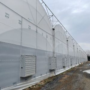 China Agricultural Multi-Span Plastic Tunnel Film Greenhouse with Eaves Height from 3m to 8m on sale