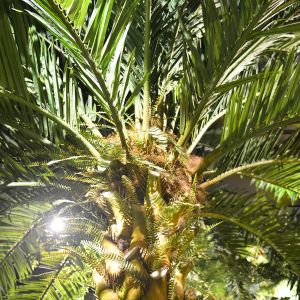 No Nursing Store Artificial Landscape Trees Big Date Palm Tree Customized Size