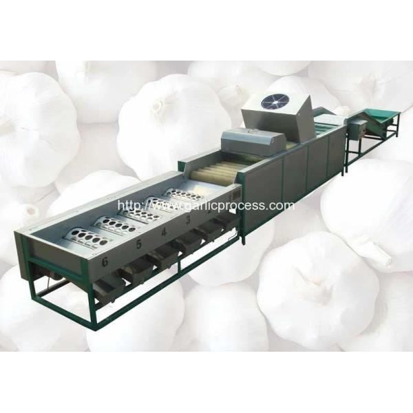 Quality Automatic Garlic Sorting Machine with Brusher Cleaning Function wholesale