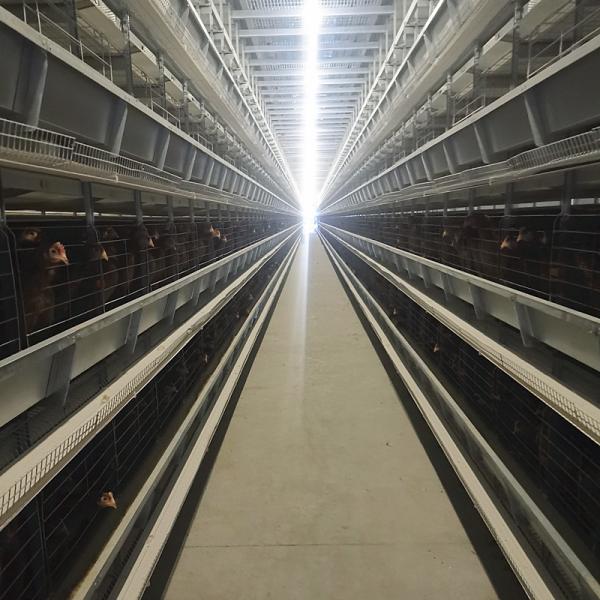 Quality Automatic Poultry Feeding System Chicken Cage Feeder wholesale