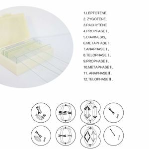 12pcs Microscope Customization Prepared Botany Slides With Storage Case