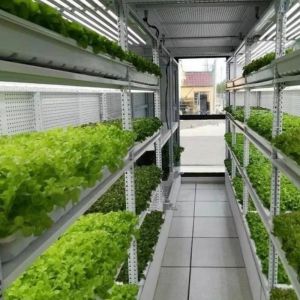 Type Intelligent Control Agriculture Hydroponic Container Farm for Customized