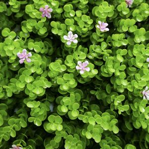 100x100CM Fake Grass Wall Covering , Green Artificial Wall Grass