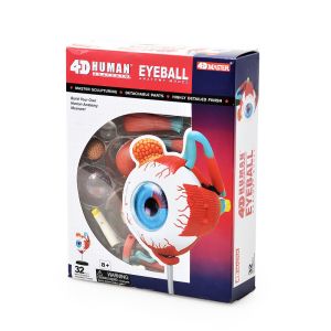 Cheap 4 D Master 32 Parts Human Eye Anatomy Model Toy Puzzle Assembling Diy for sale