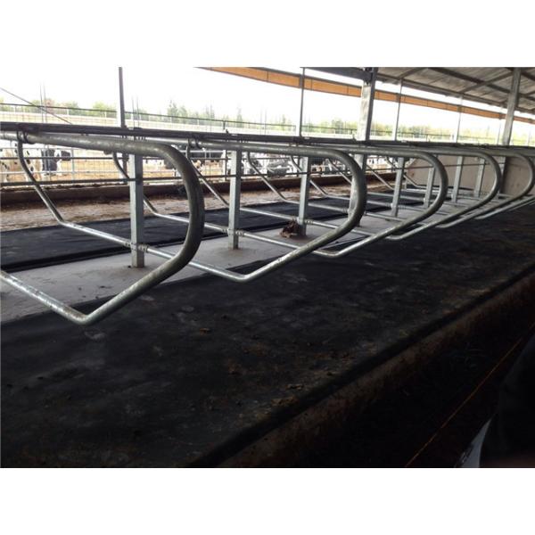 Quality Dairy Farm Livestock Divided Panels Q235 Cow Free Stall wholesale