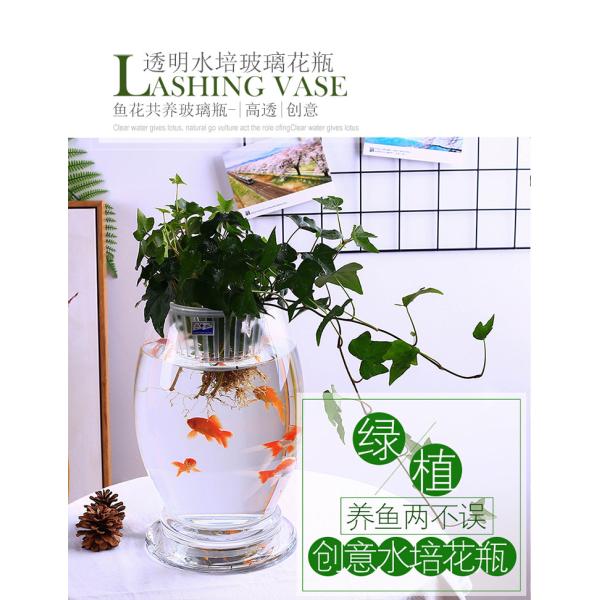 Glass hydroponic vase flowerpot transparent dinosaur egg green bamboo bamboo fish aquarium vessel containers