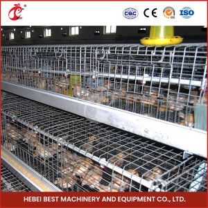 Poultry Farm Automatic Pullet Chick Brooder Cage For Day Old Layer Chicken Ada