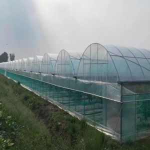 Anti-Drip Fogging Hydroponic System Suitable for Overwintering Poultry and