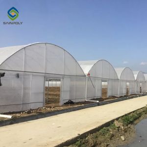 Steel Frame Double Arch 4.5m Multi Span Greenhouse
