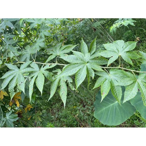 Red Raspberry OEM Pregnancy Tea Red Raspberry Herbal Fragment Sifted Rubus