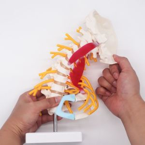 Students Study Anatomical Skeleton Model Cervical Spine Bone ODM