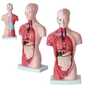 High Quality Medical Human Trunk Muscles Model Anatomy Organs Manikin For