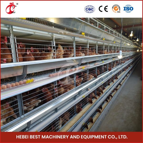 Quality 4 Cell Birds Chicken Cage System With Conveyor Belt For Chicken Farm Mia wholesale