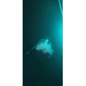 HAA 95/5 Primid Powder Coating Polyester Resin No Bloming Curing Low Temp