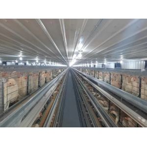 "Fully Customizable Light-Gauge Steel Prefabricated Chicken Poultry Shed: