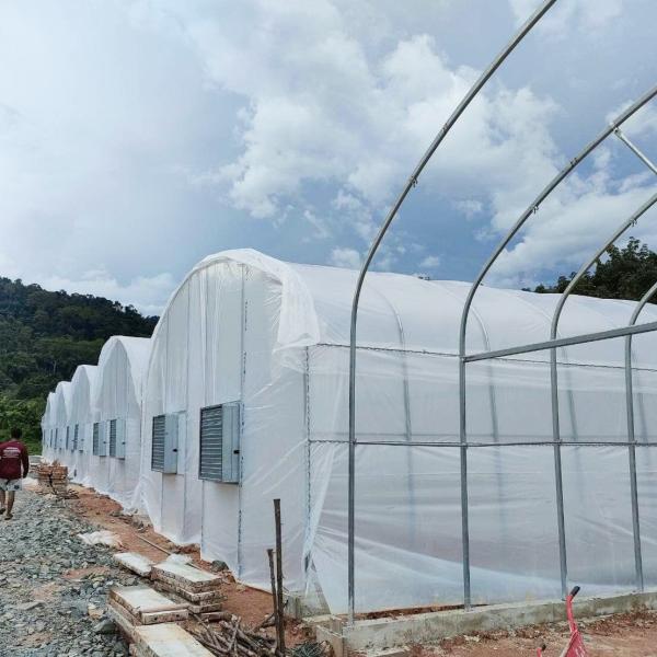 Quality Practical High Tunnel Greenhouse For Agricultural Solutions wholesale