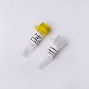 Colourless Appearance M-MLV Reverse Transcriptase In PCR R1041