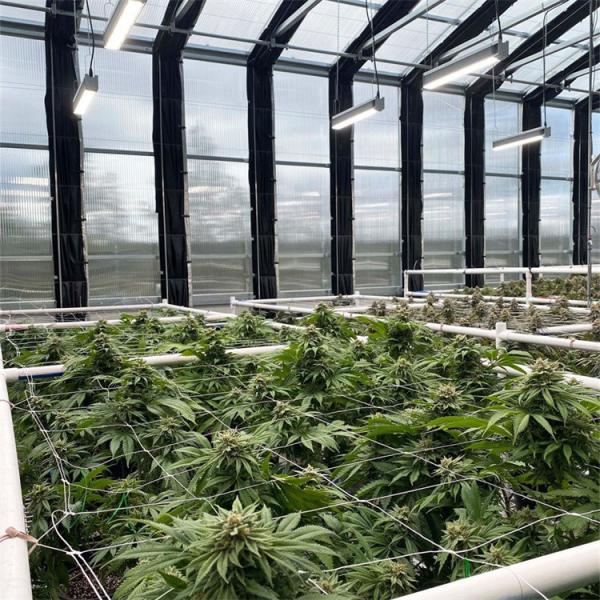 Quality Polymethine Inflatable Automated Light Dep Greenhouse With Rolling Blackout wholesale