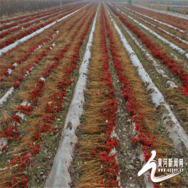 Quality Raw Crushed Chilli Peppers Perfect for Cooking and Adding Heat to Dishes wholesale