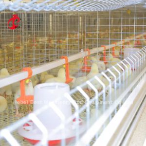 Cheap Baby Chick 2.5mm Brooder Cage Automatic Rearing System Rose for sale