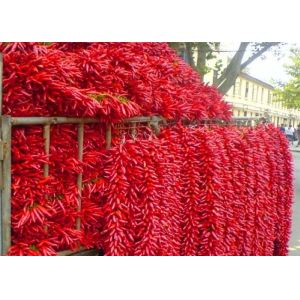 New Crop 4-7 Cm Asian Dried Chili Peppers Spicy Popular In Sichuan Restaurants