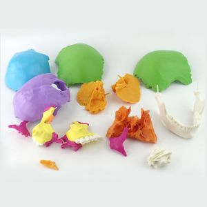 Medical Anatomical Adult Osteopathic cranial Model 22-Part, Life Size Didactic