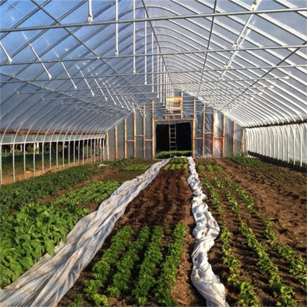 Quality 300 Square Meter Tunnel Plastic White Single Span Greenhouse For Strawberry Growing wholesale