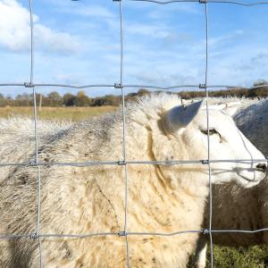 Cheap China Anping galvanized rust-proof wire mesh breeding fence mesh cattle and sheep fence Galvanized Sheep Farm Fence for sale