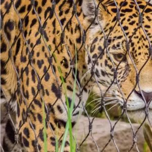 Heavy Duty Zoo Animal Enclosure Wire Mesh Safety Netting In 1.2mm - 4.0mm Cable