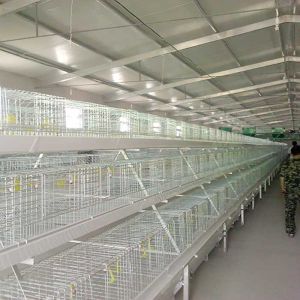 China High Efficiency Broiler Chicken Cage With Nipple Drinker IS9001 Certification on sale
