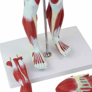 30 inches 27-Part 1/2 Life Size Muscles Structure of The Body for Teaching Study