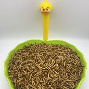 High Quality dried mealworms dry food bird seed mix food feed for parrots bulk