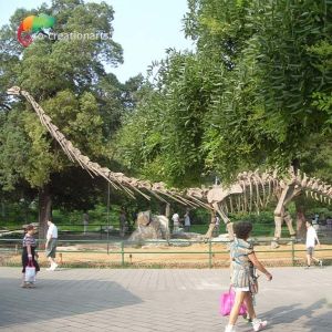 Sunproof Life Size Dinosaur Model Skeleton Mamenchisaurus Skeleton 15m