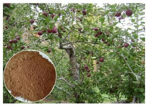 Cheap anti-bacterial Phloridizin Apple Tree Root & Bark Extract for dietary supplement for sale