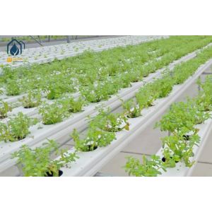 Square PVC NFT Hydroponic Channel For Easy Cleaning And Faster Growth