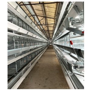 Hot Galvanized Poultry Farming Equipment Automated Layer Chicken Broiler Chicken