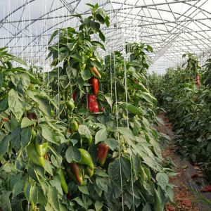 Sunlight High Double Arch Multi Span Greenhouse For Vegetables Planting