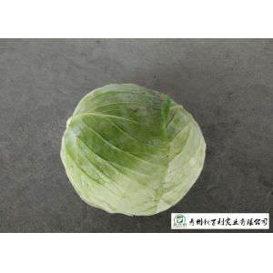 Cheap Affordable Raw Cabbage , Folic Acid And Potassium Cabbage Family Vegetables for sale