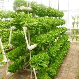 Steel Structure Vertical Farming Container Greenhouse with Multi-Span Hydroponic