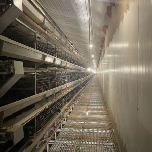 Standard Layer Chicken Cage for Optimal Space Utilization and Durable Poultry