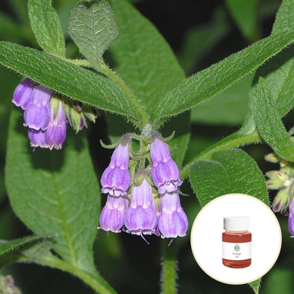 Lithospermum Borage Essential Oil Cold Press Skin Ulcers Treatment