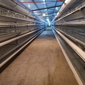 Laying Chicken Layer Egg Battery Cage System For Laying Hens