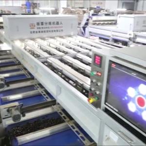 Cheap Experience Enhanced Efficiency with Our AI Powered, High Capacity, 304 Stainless Steel Chestnut Sorting Machine Featuring 8 Lanes + 8 Outlets for for sale