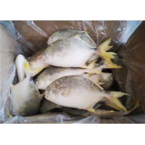Whole Round 300G 400G 3ppm Histamine Frozen Pompano Fish