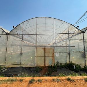 Multispan Plastic Film Tunnel Greenhouse With Vertical Farming Hydroponics