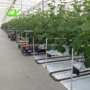 Hydroponic Farming Agriculture Greenhouse with 8m Wide Span and Transparent
