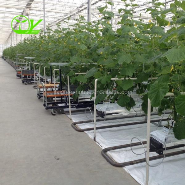 Hydroponic Farming Agriculture Greenhouse with 8m Wide Span and Transparent
